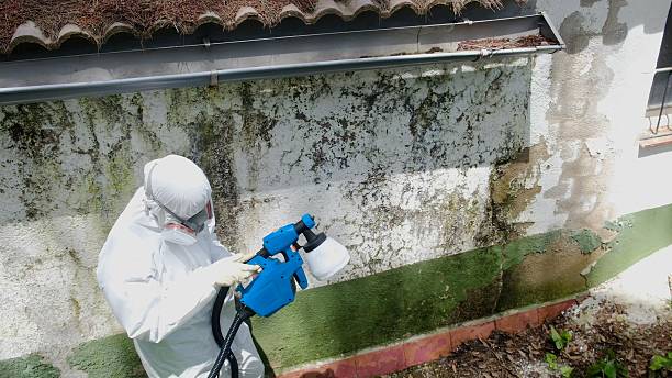 Trusted Mold Removal service in Mechanicsville, MD - Cheap Mold Removal